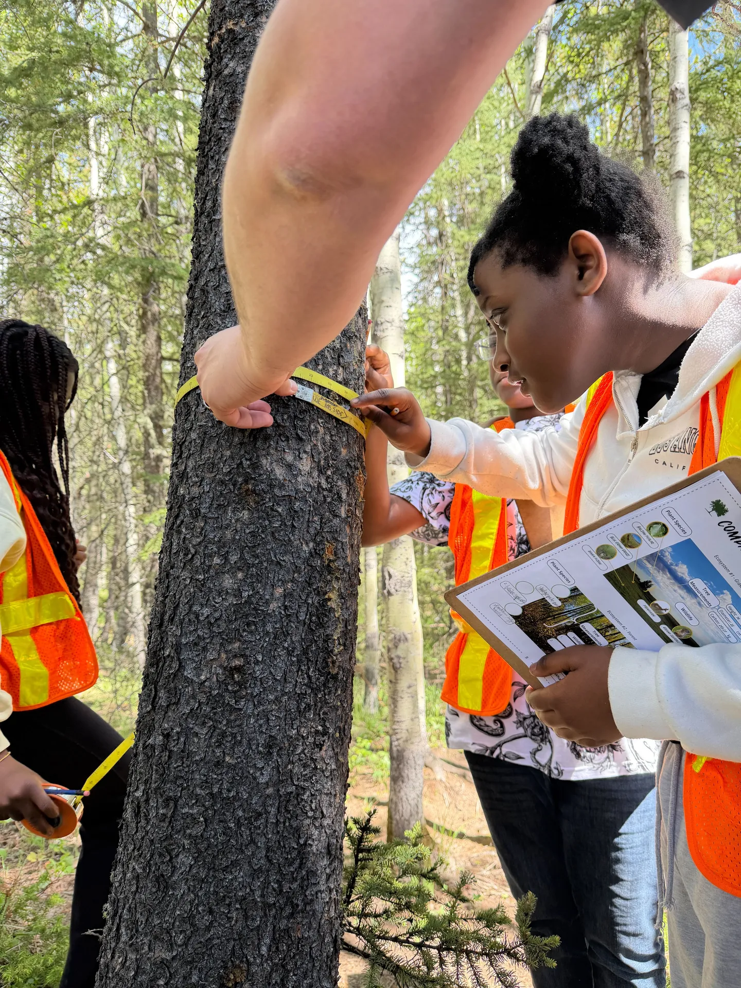 Alberta's Forests: Grade 6