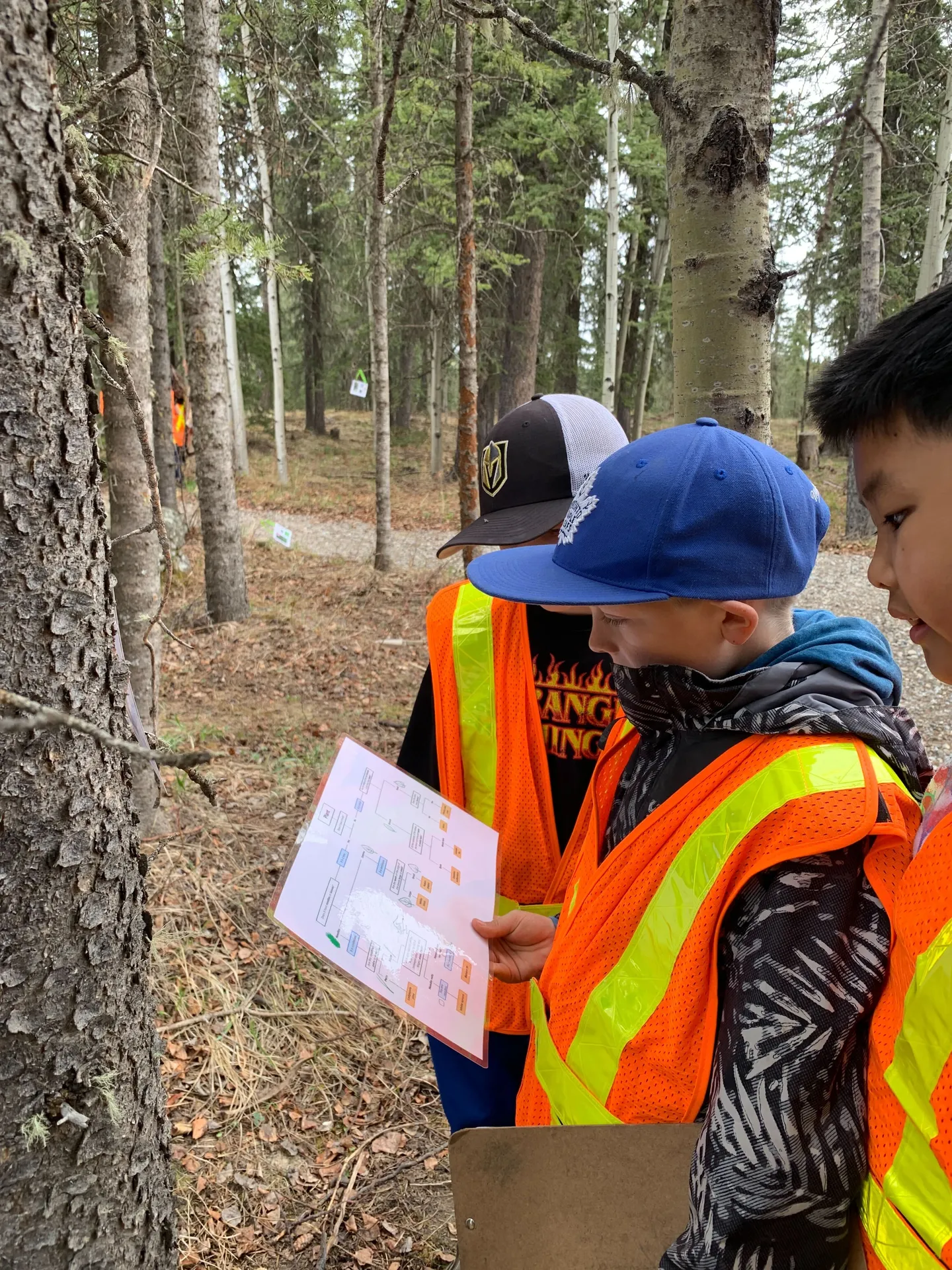 Alberta's Forests: Grade 4