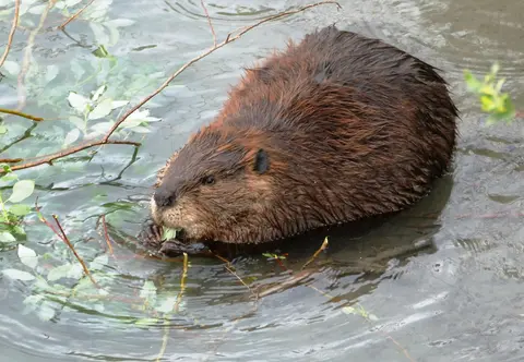 Beavers