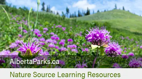 Nature Source