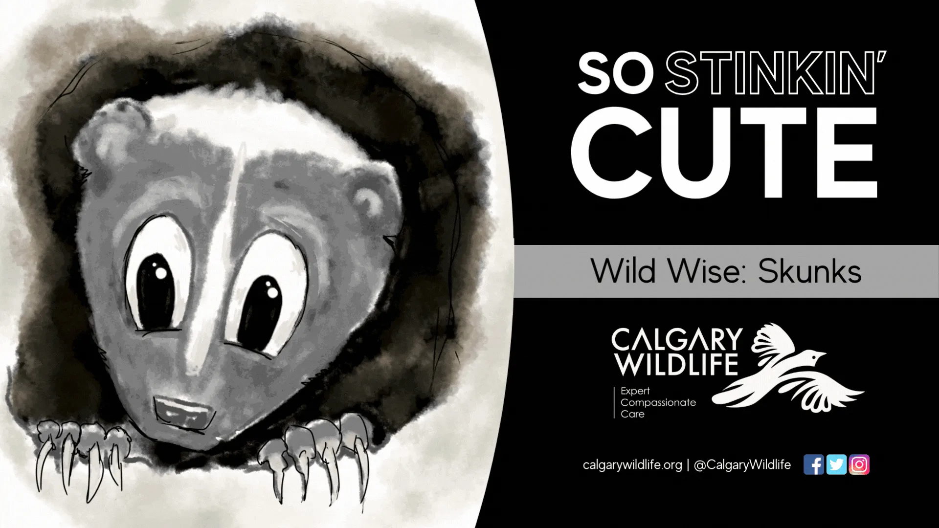 Wild Wise: So Stinkin' Cute (Skunks)