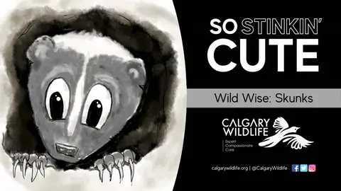 Wild Wise: So Stinkin' Cute (Skunks)