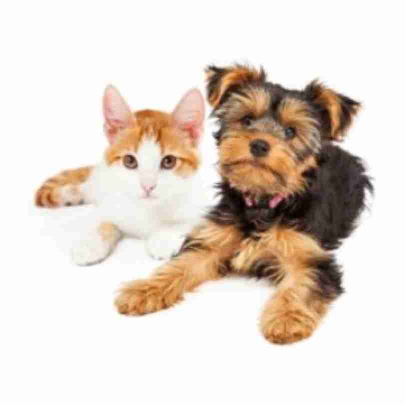 xr:d:DAF80WEwWHc:17,j:2531441705710770456,t:24021501